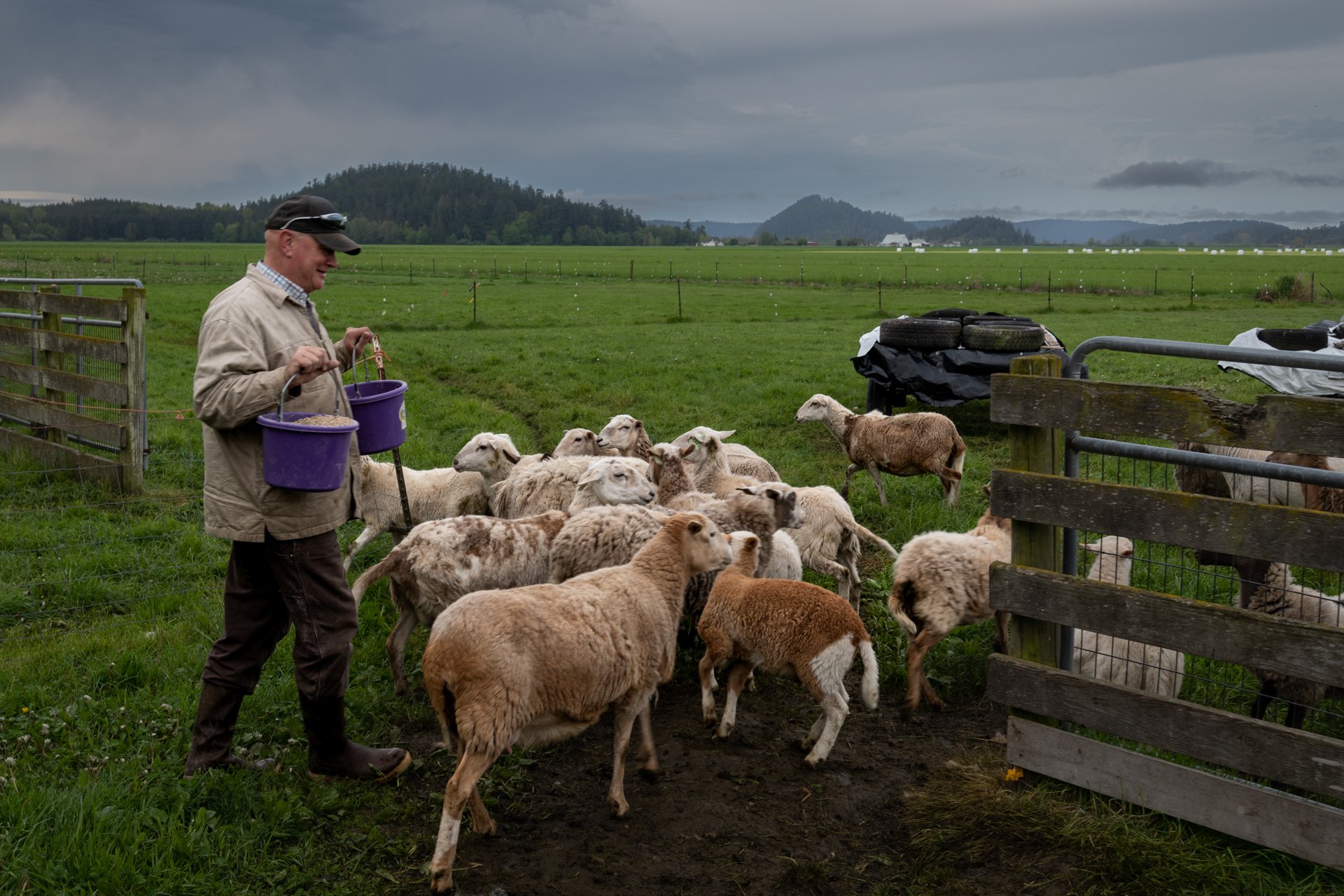 Alan and Hungry Sheep