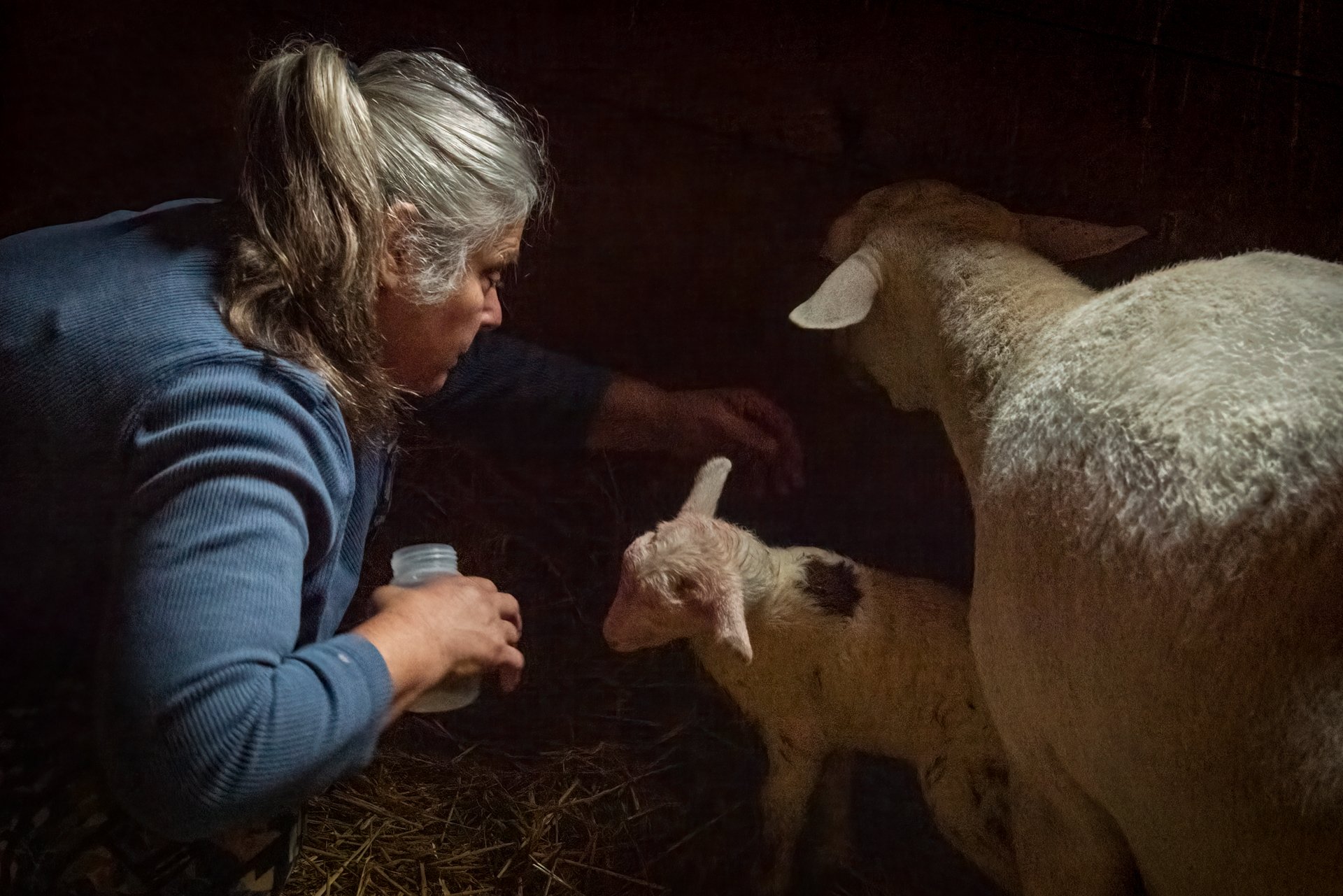 Anita Caring for a  New Lamb