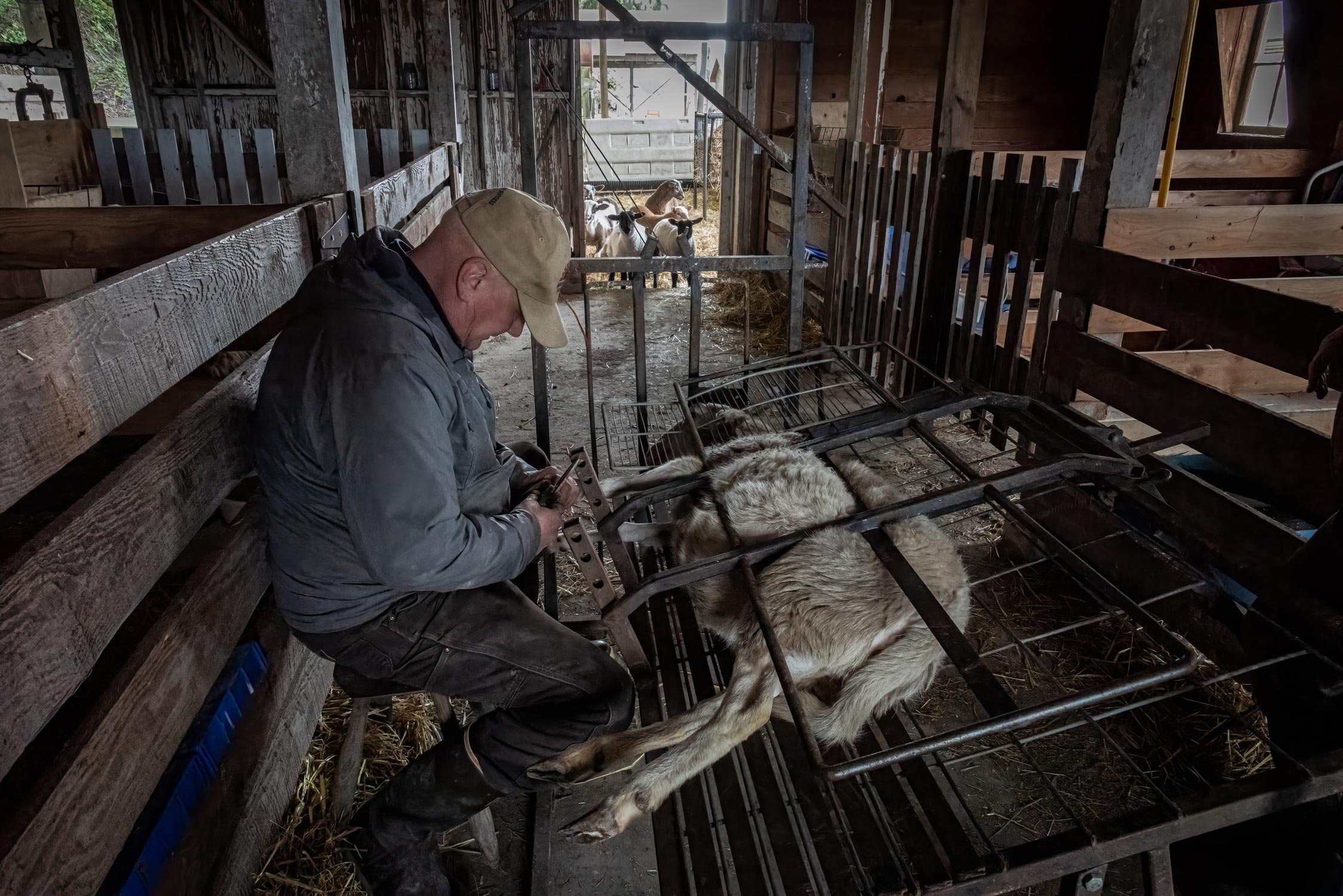 Alan Trimming Hooves