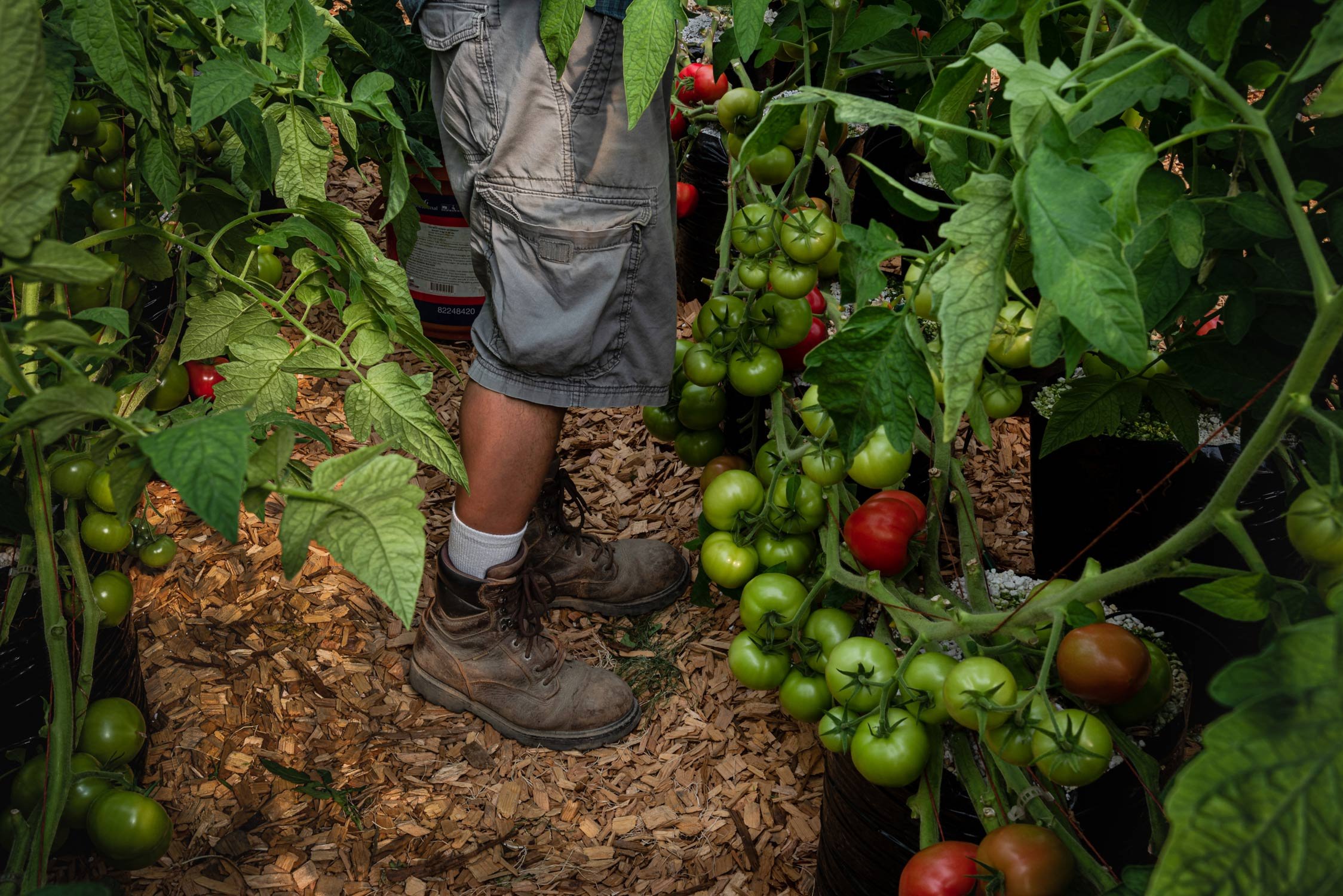 Tomato Feet