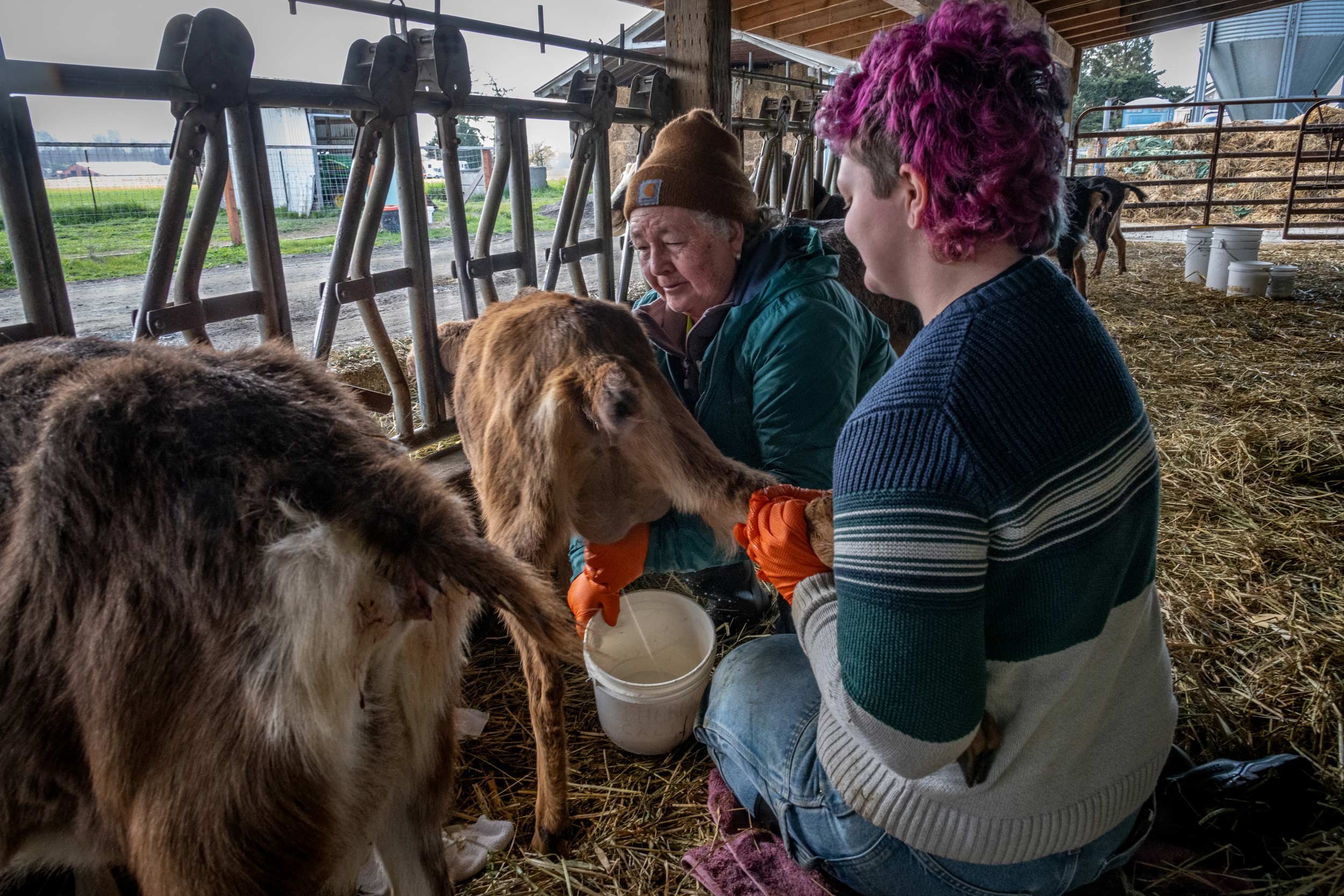 Juanita and Gloria Handmilking