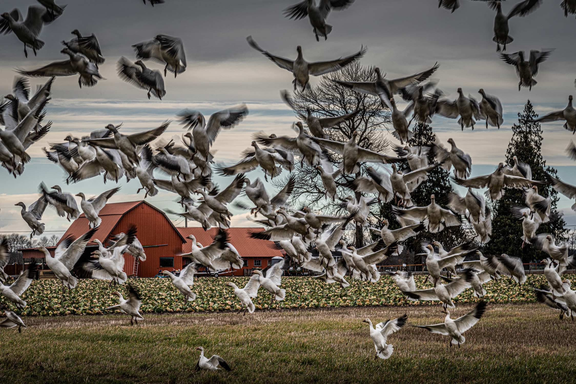 Geese Above Winter Field