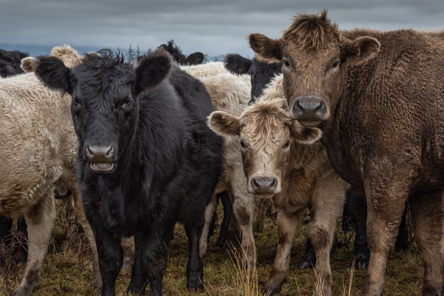 Curious Young Steers