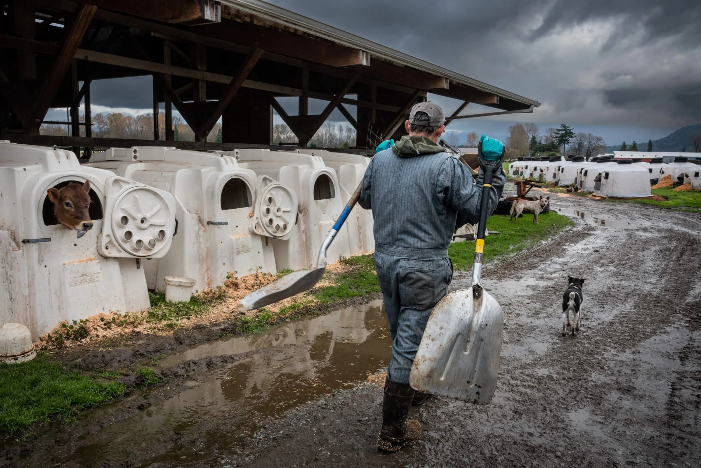 Poncho Tending Calves