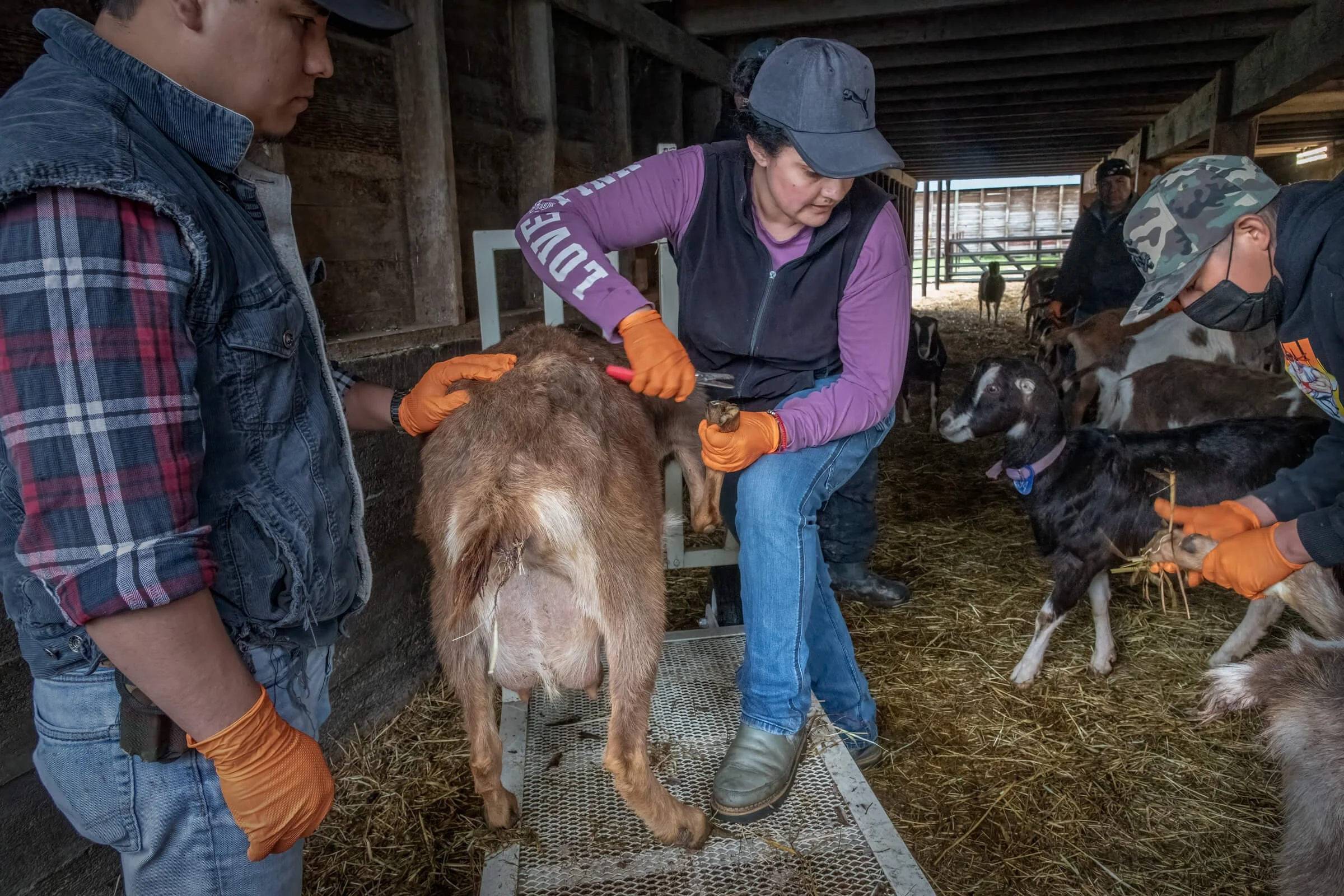 Lucy Training How to Trim Hooves