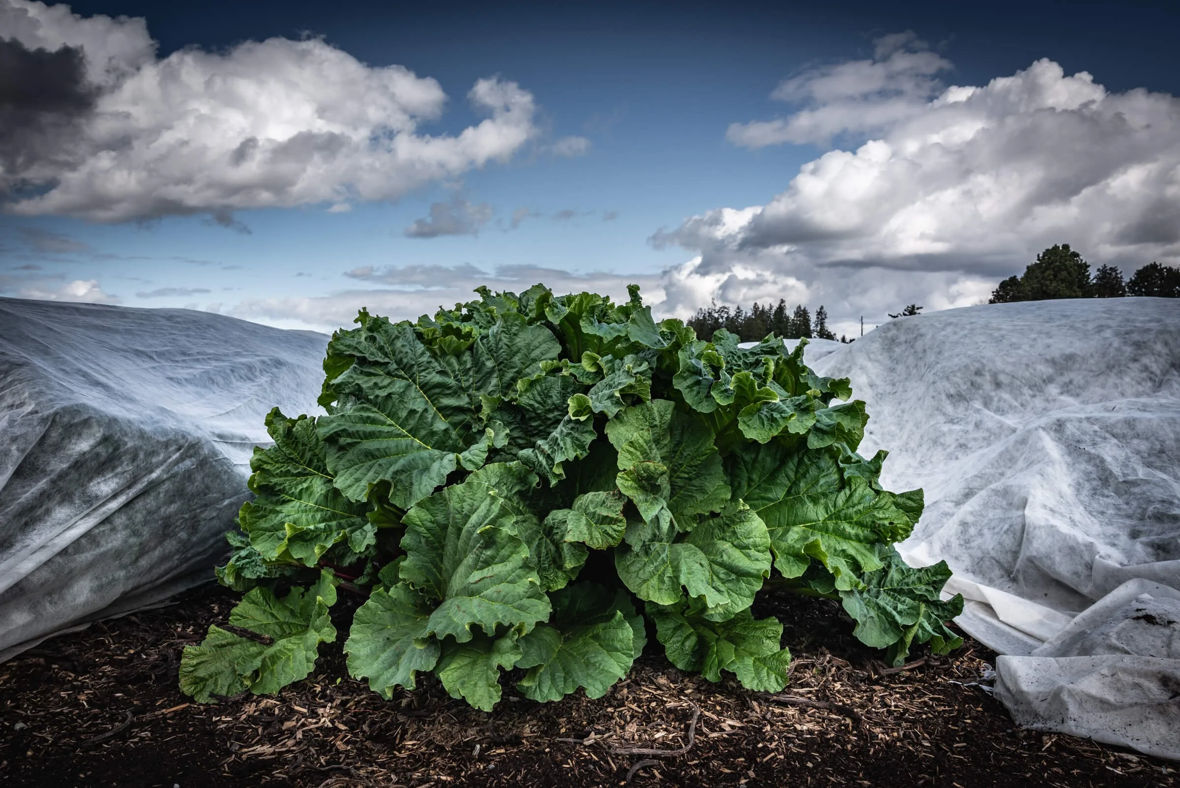 Clouds, Rhubarb, and Row Covers