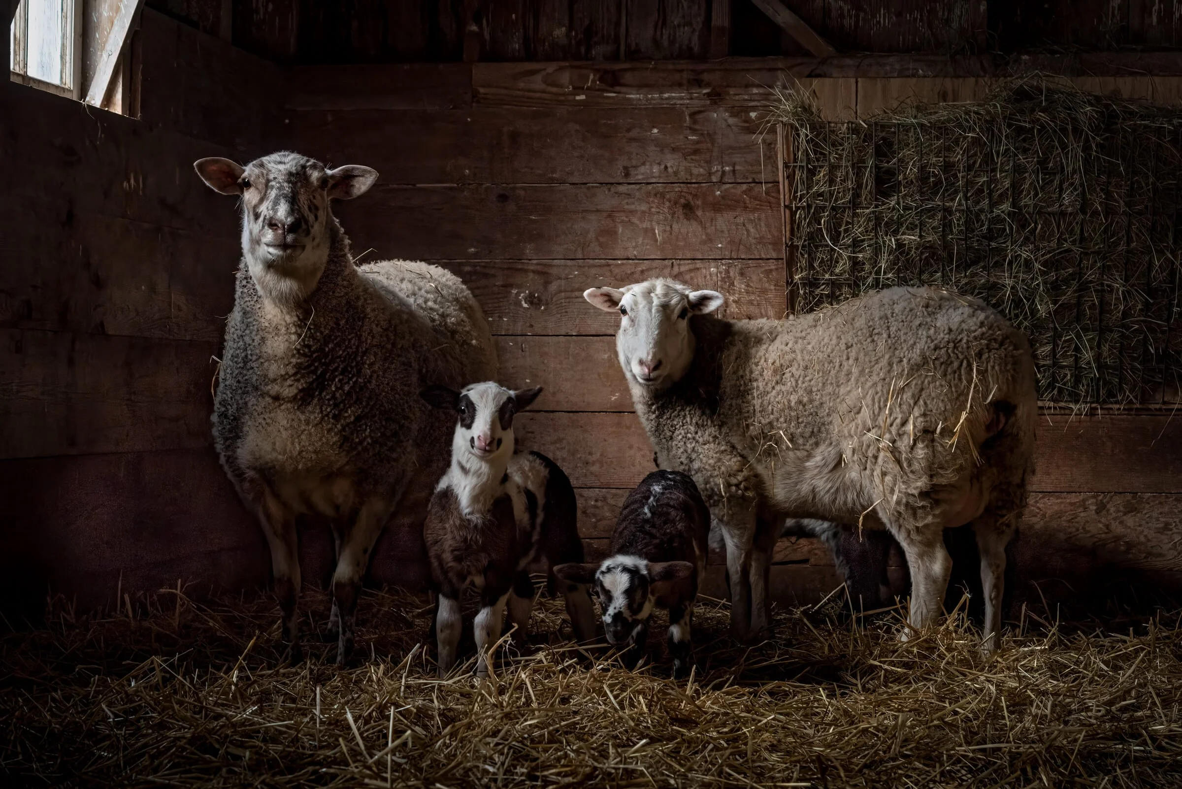 Two Ewes, Two Lambs