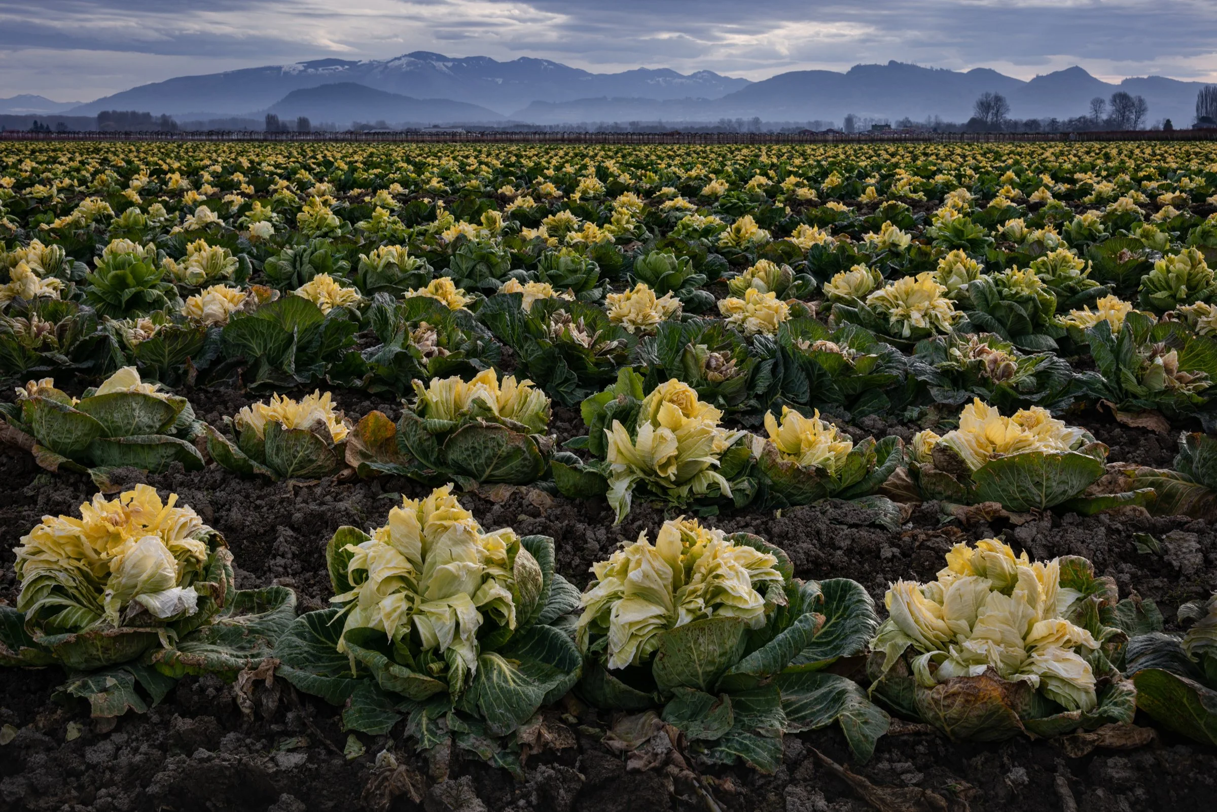 Cabbage Going to Seed and the Cascade Mountains.jpg