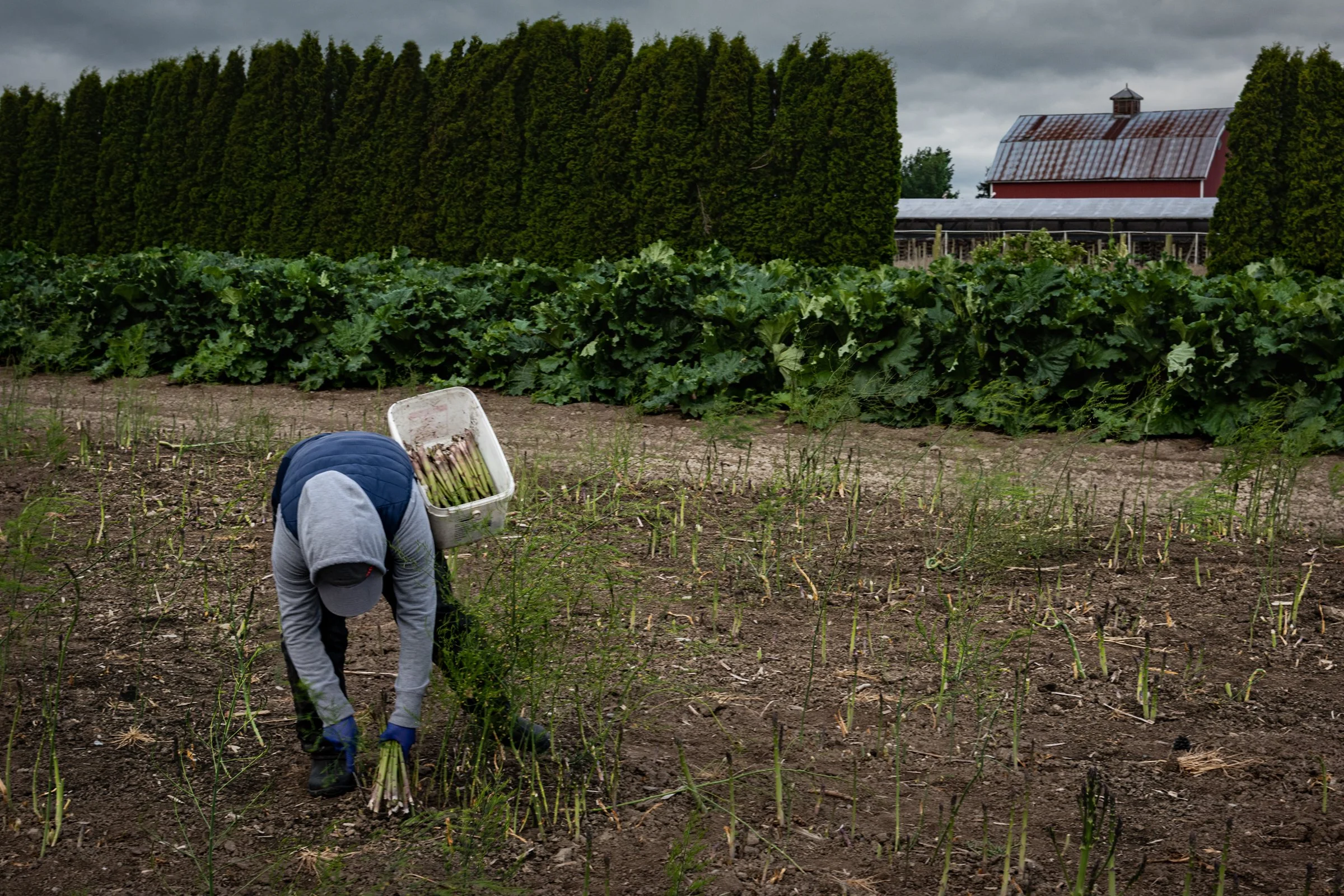Cutting Rhubarb