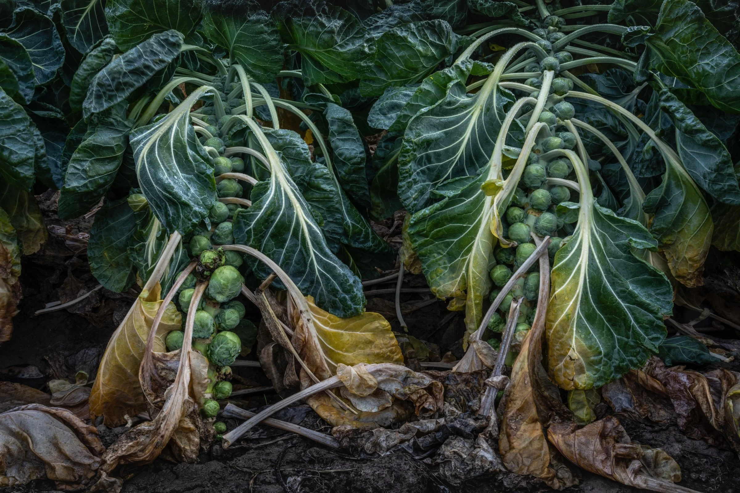 Brussels Sprouts