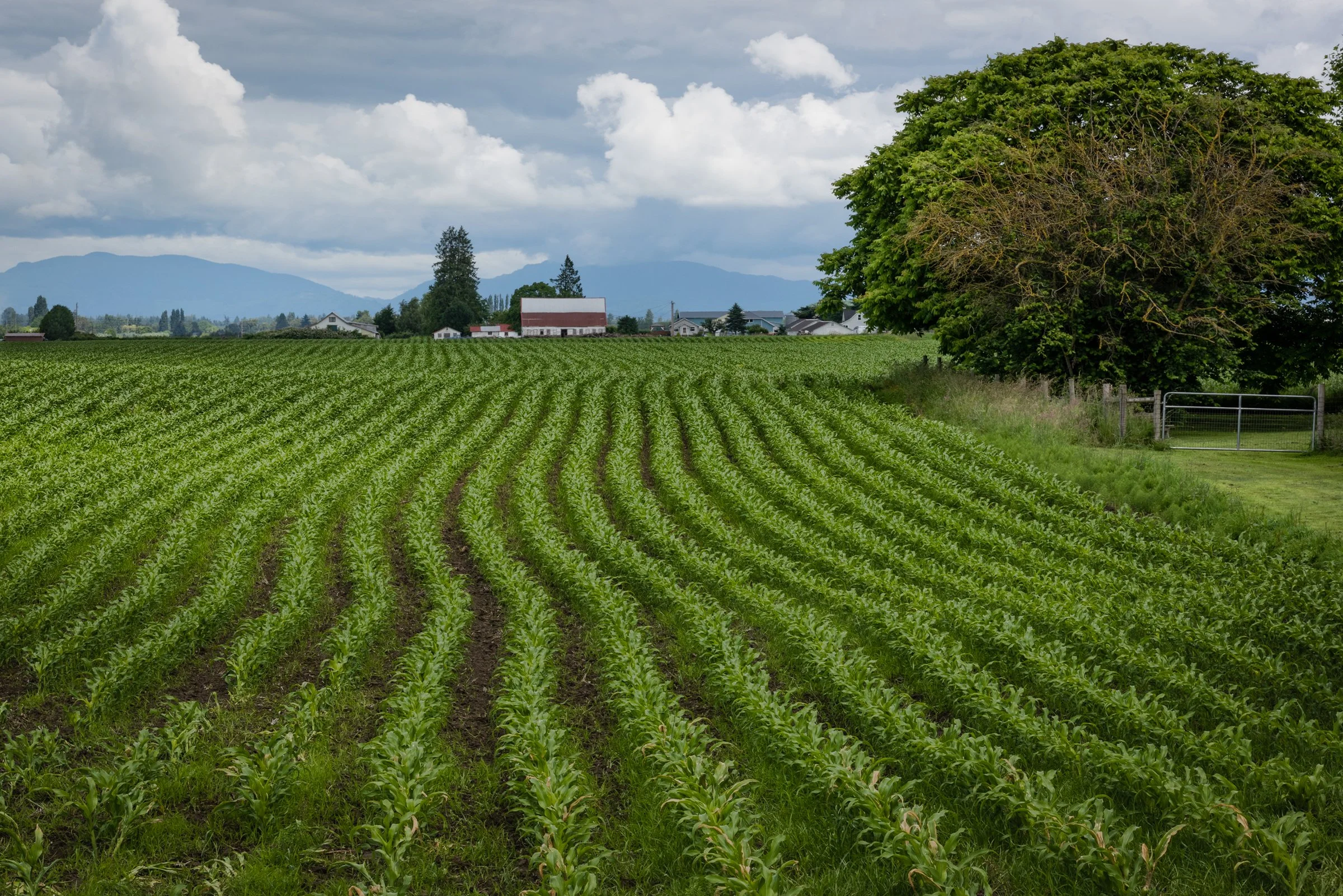 Spring Corn