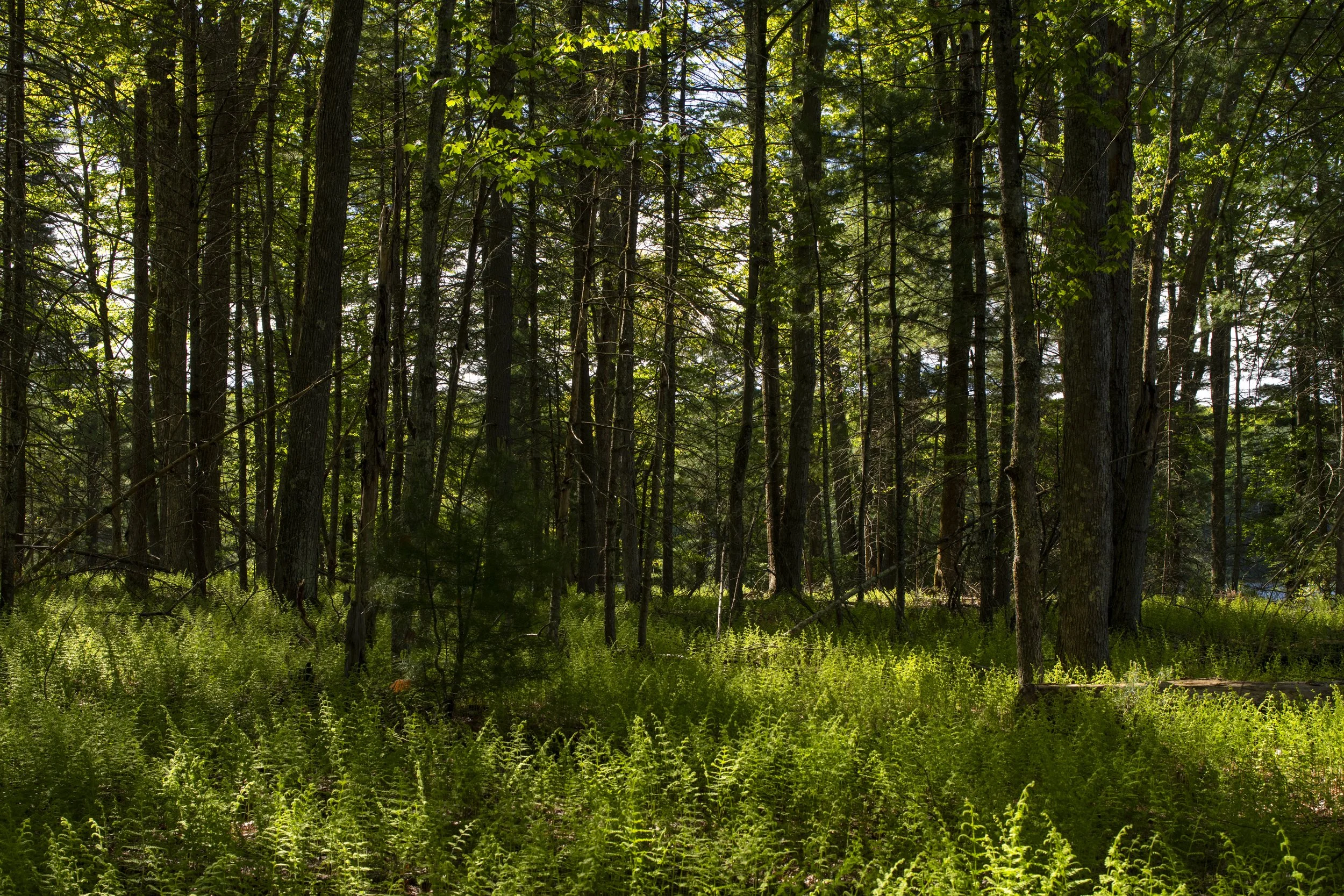 Merriewold_Highres-63.jpeg