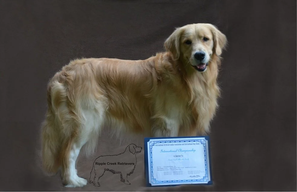 Noah - Family Raised Goldens