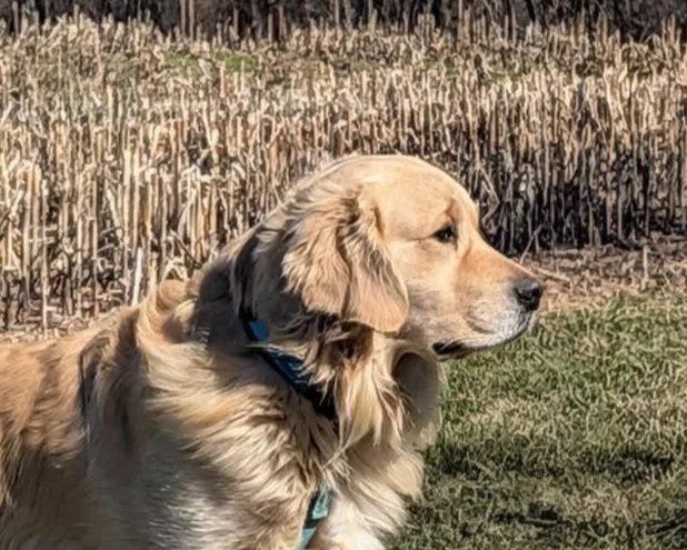 Charlie - Family Raised Goldens