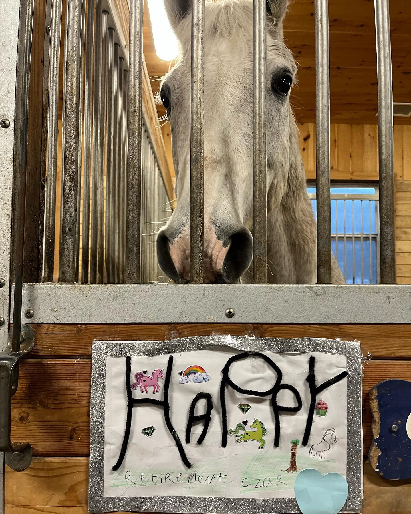 Today we said farewell to our wonderful therapy horse, Czar, as he travels to New Brunswick for a well-earned retirement with his mom, Krystina. We are so grateful to Krystina for sharing Czar with us. Czar has been a part of our program since 2021 a