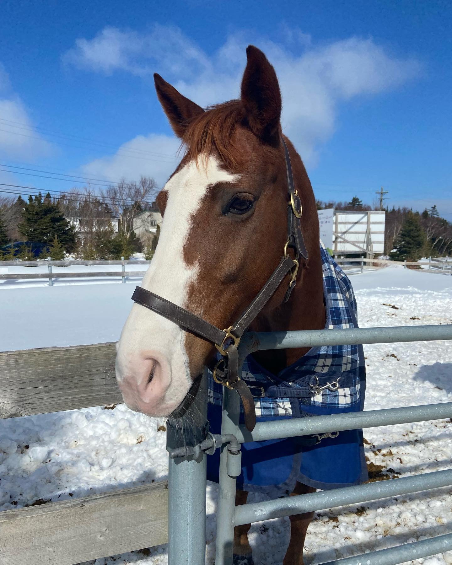 Welcome back to &ldquo;Meet the Horses Monday&rdquo; where we will be doing a weekly feature on the herd of horses that live at Rainbow Riders 🌈🐴 

Today&rsquo;s feature is on the amazing Annie! Annie is a 9 year old mare who has been at Rainbow Ri