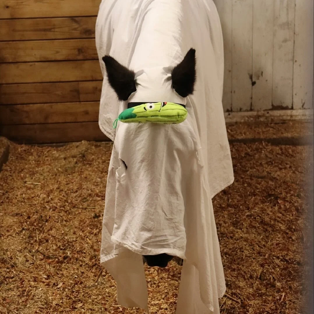 Some highlights from Rainbow Riders first ever Trick-or-Treating event! It was so much fun to have a day of fun with our participants, their friends and family, horses, volunteers, & staff. We really enjoyed having an inclusive event filled with