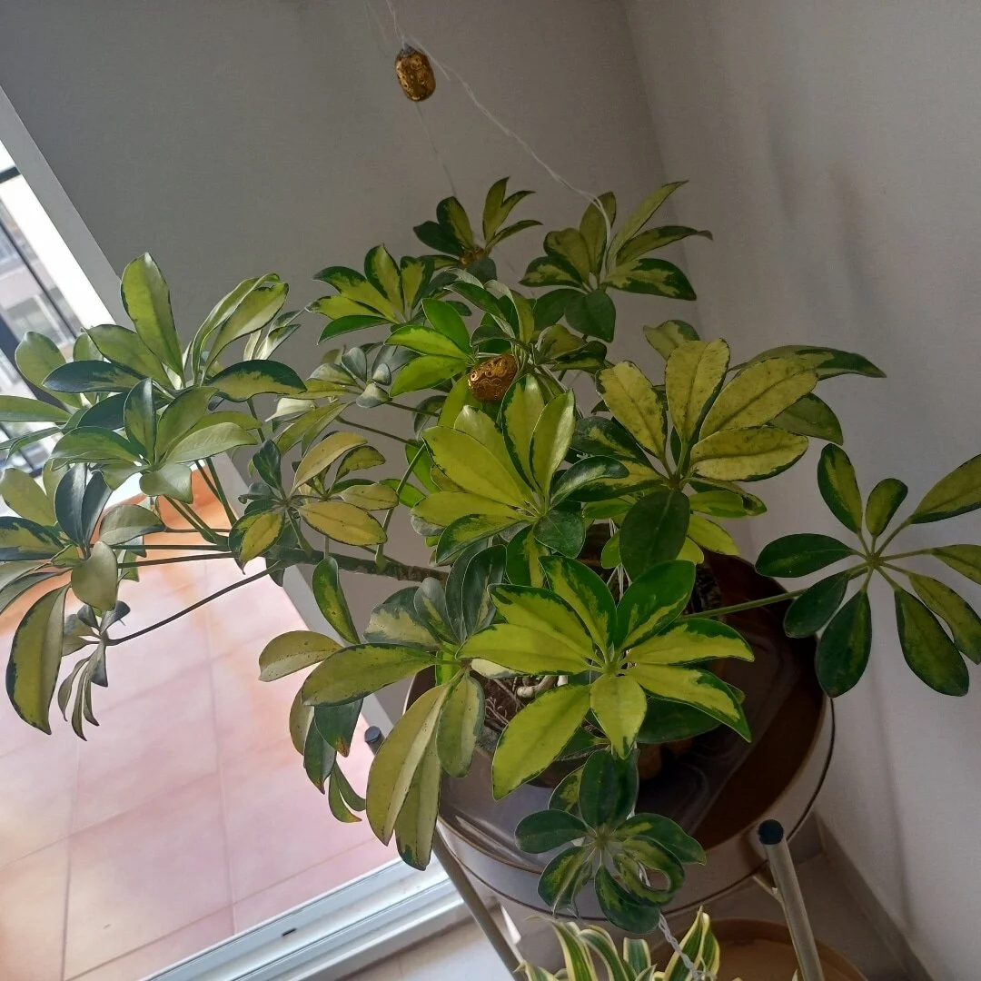 #homedecor #homedecoration #homedecorideas #homedecorating #homedecorlovers#budgethomedecor #budgethomedecorfinds #budgethomedecorating #budgethomedecoration #budgethomedecorindia