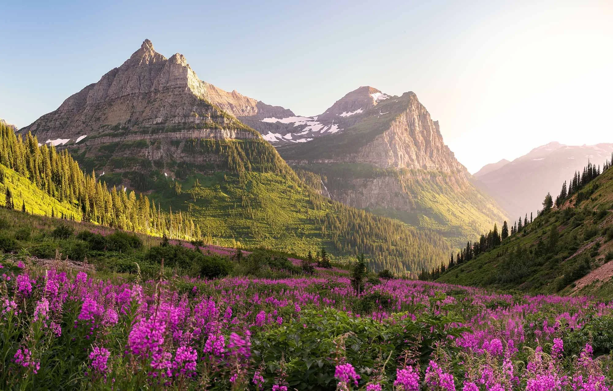 Glacier National Park on the Hidden Lake hiking trail in spring with snowcapped mountains and pink wildflowers