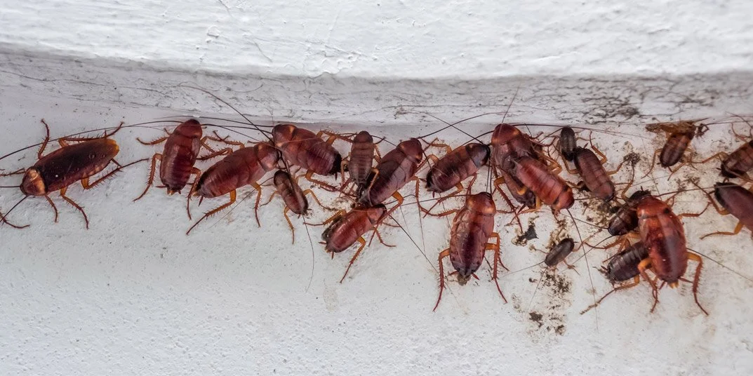 Understanding Cockroach Behavior &amp; Life Cycles