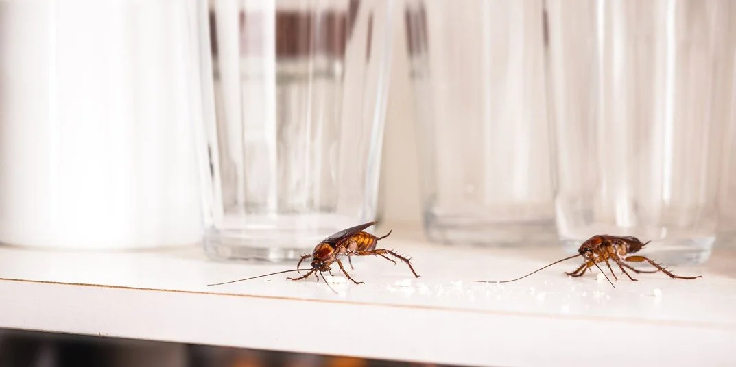 Cockroach Removal Preparation : Mistakes to Avoid