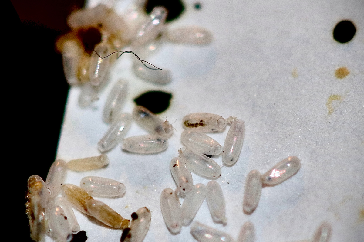 9 Signs You Have Bed Bugs in Your Home — Advanced Bed Bug Preparation