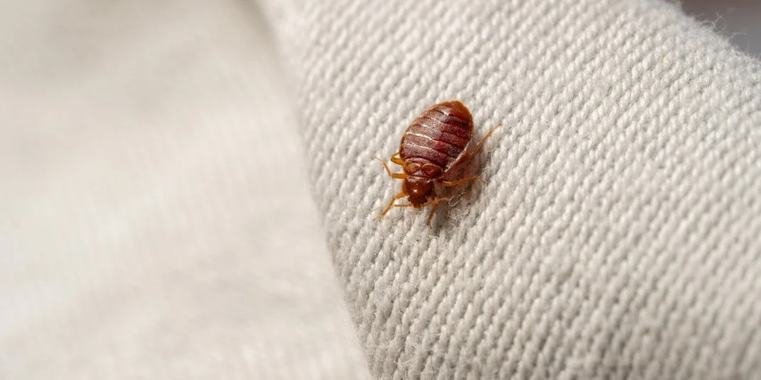 How Did I Get a Bed Bug Infestation?