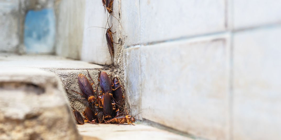Signs You Have a Cockroach Infestation