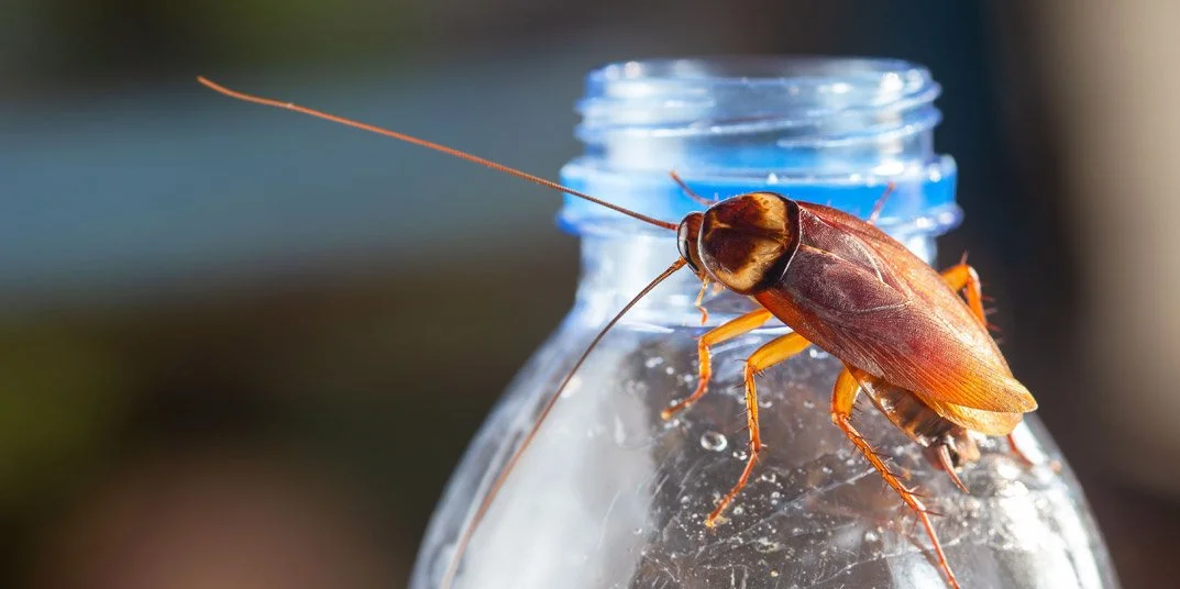 Why Do I Have Cockroaches in My Home?