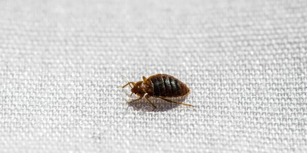 What Attracts Bed Bugs? — Advanced Bed Bug Preparation