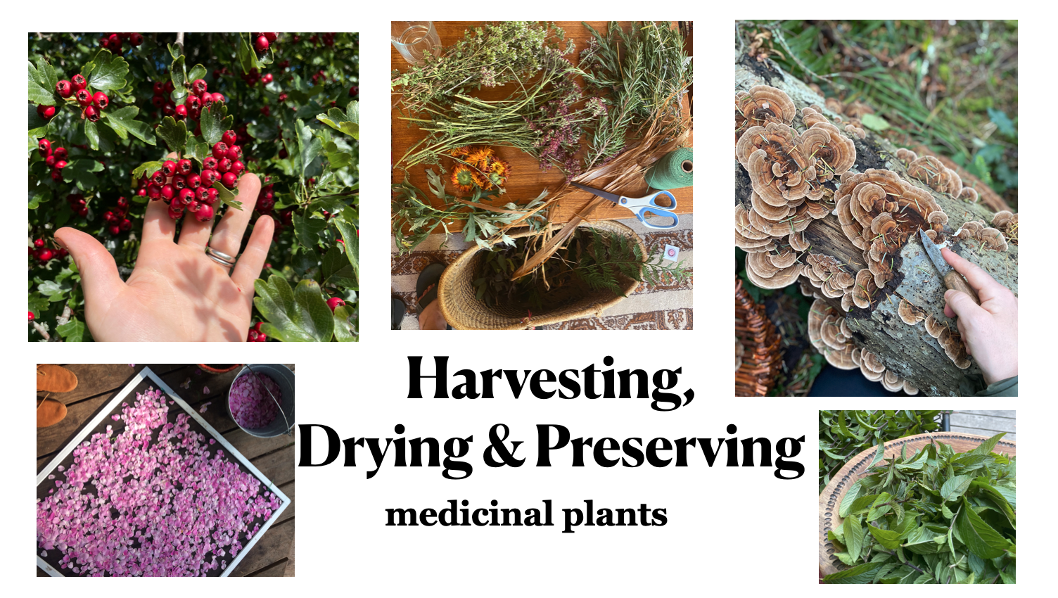 Harvesting, Drying, Preserving Medicinal Plants PDF