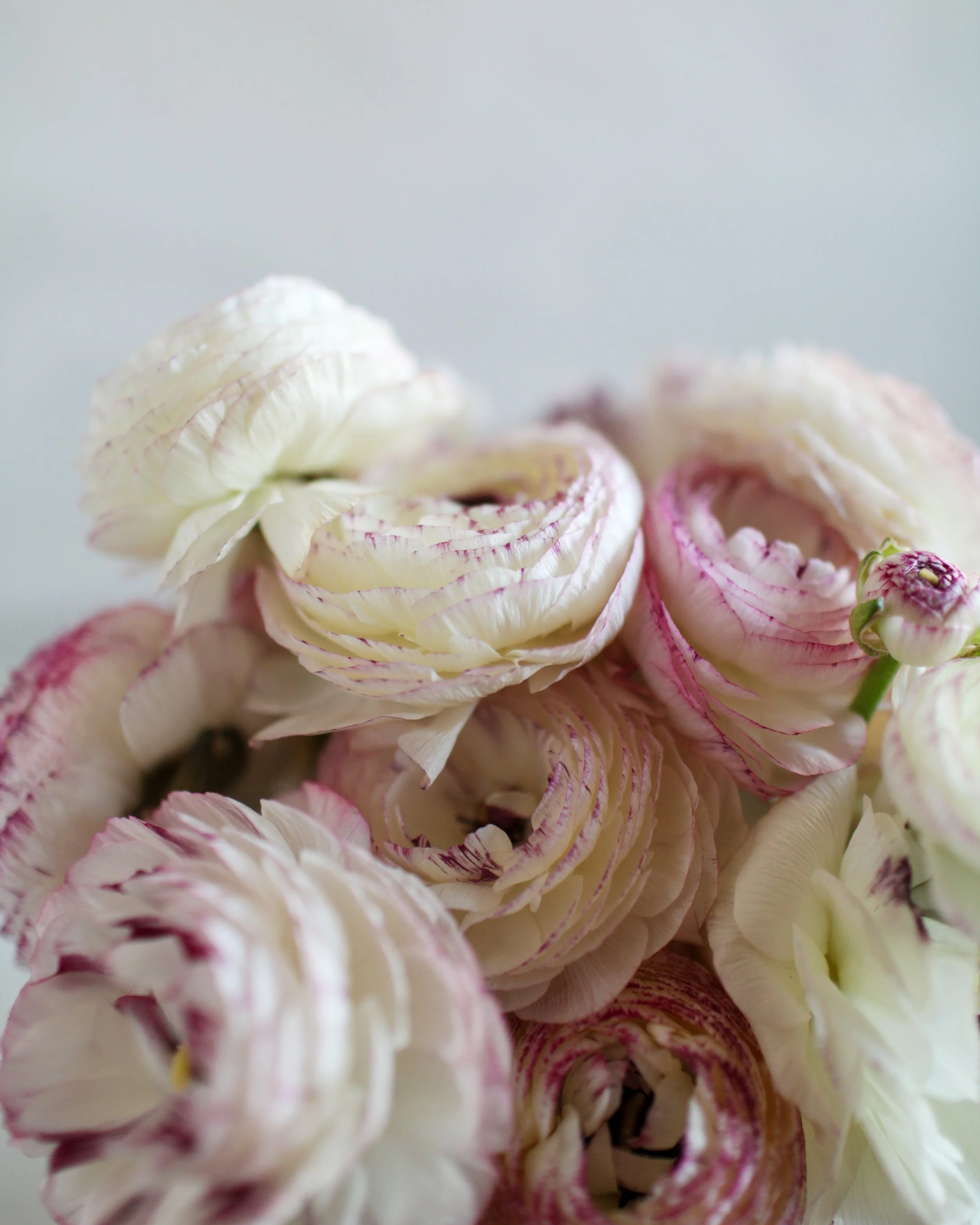 Nole-Garey-Photography-Ranunculus.png
