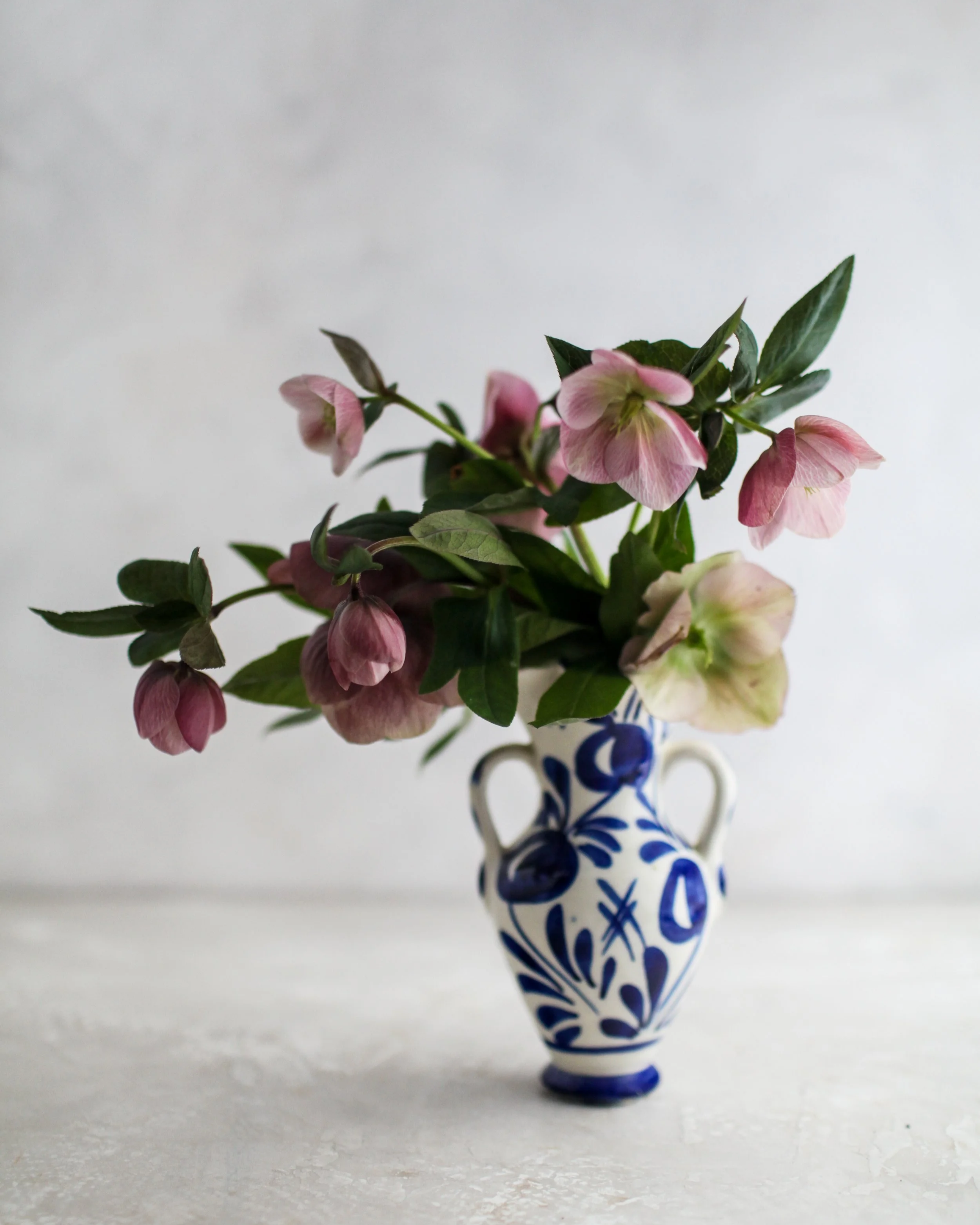 Nole-Garey-Photography-Hellebores.png