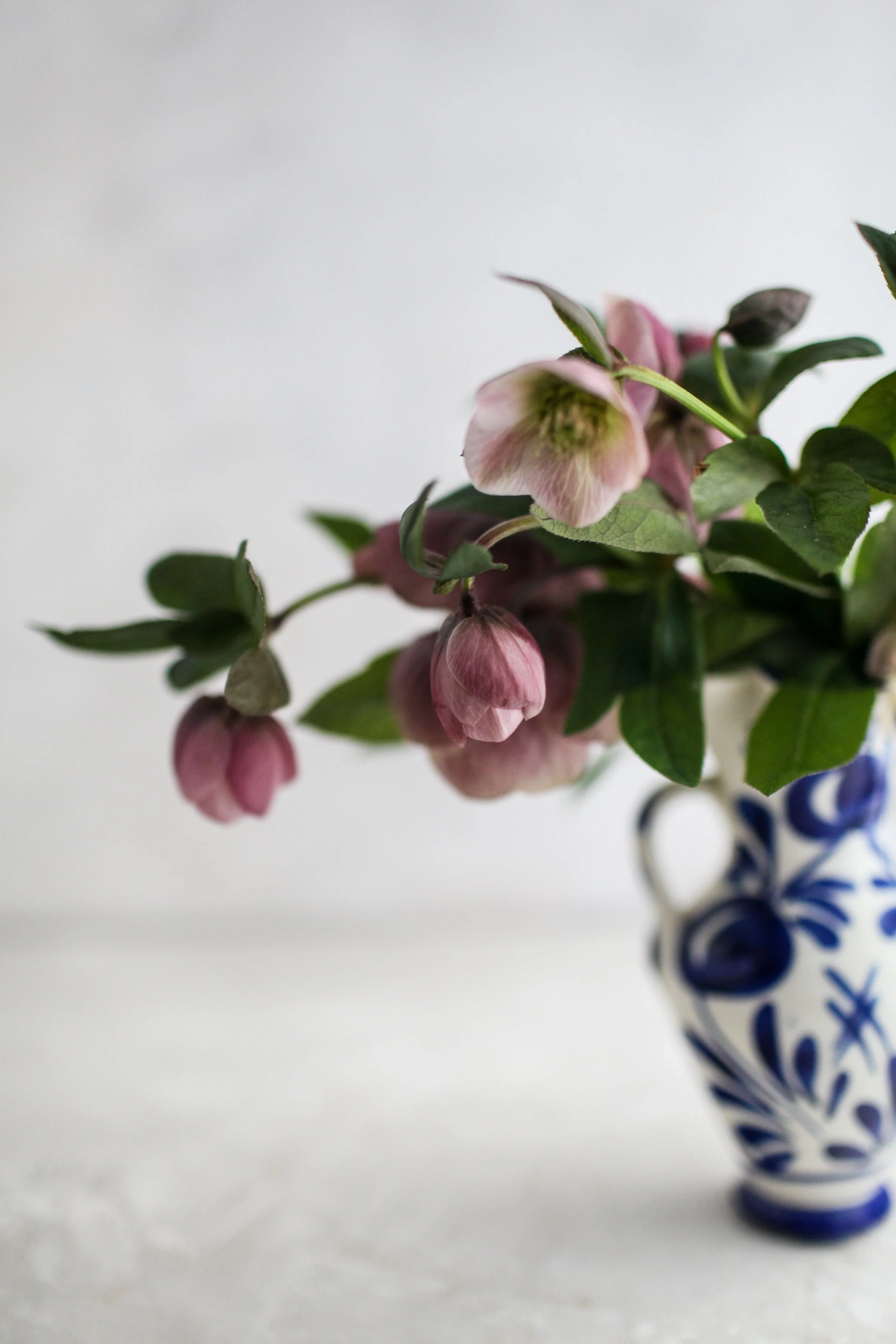 Nole-Garey-Photography-Hellebores2.JPG