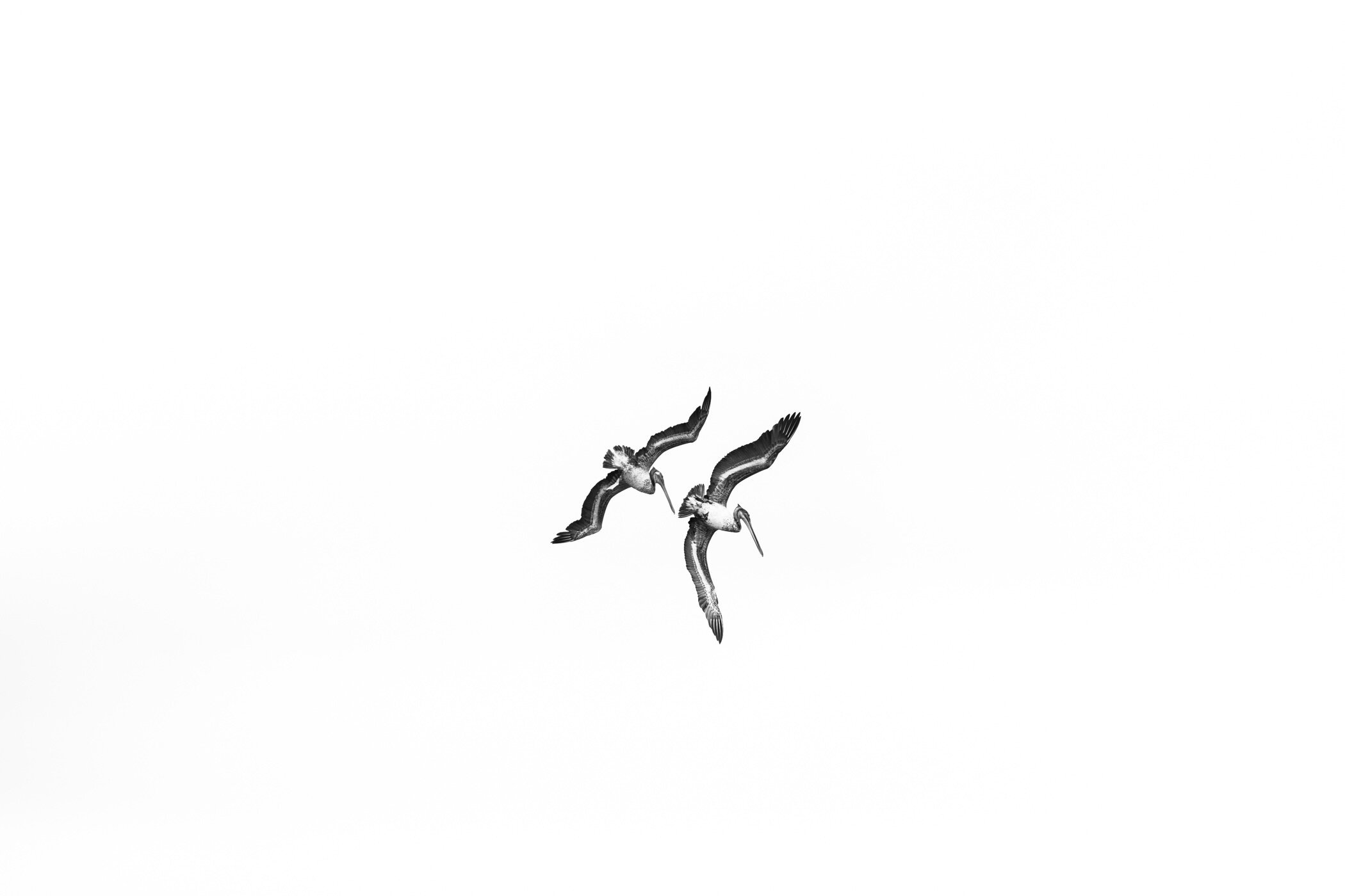 Amore-web-lukas+griffin.jpg