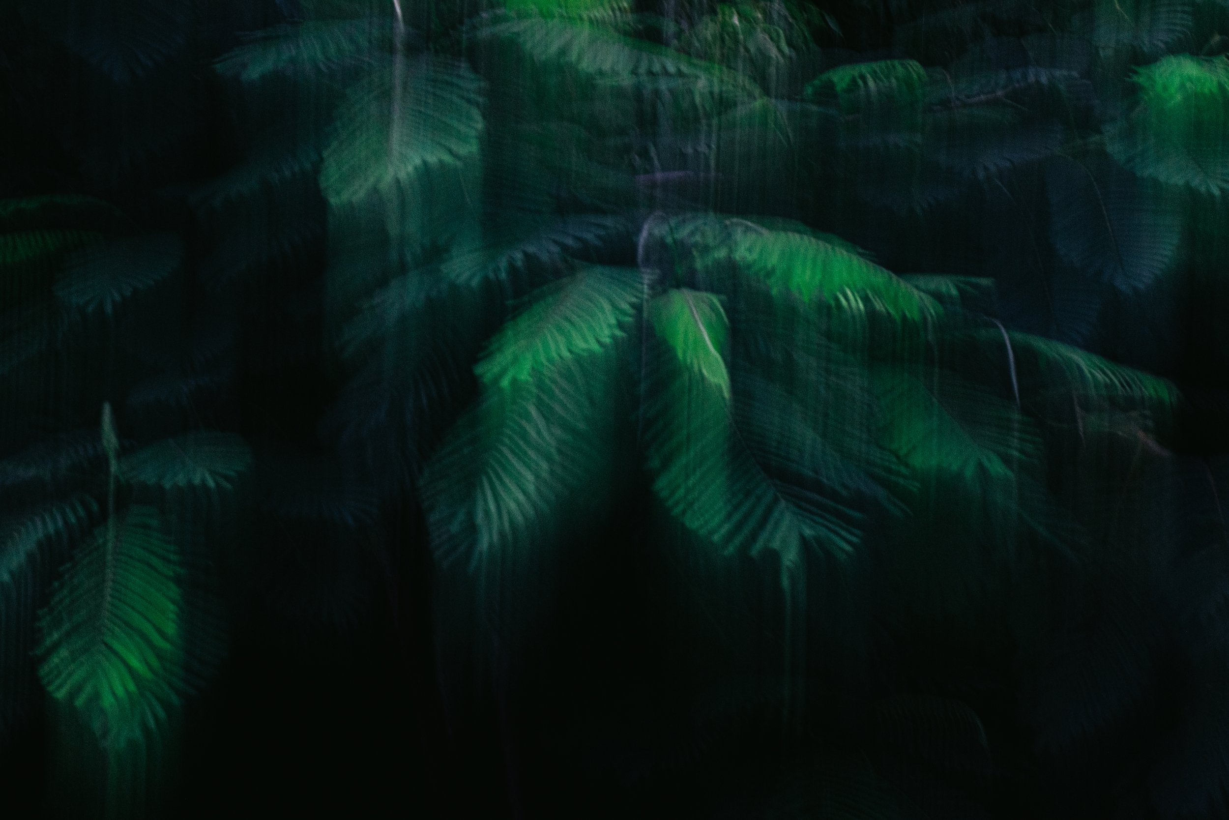 Bahamian+-+web-13.jpg