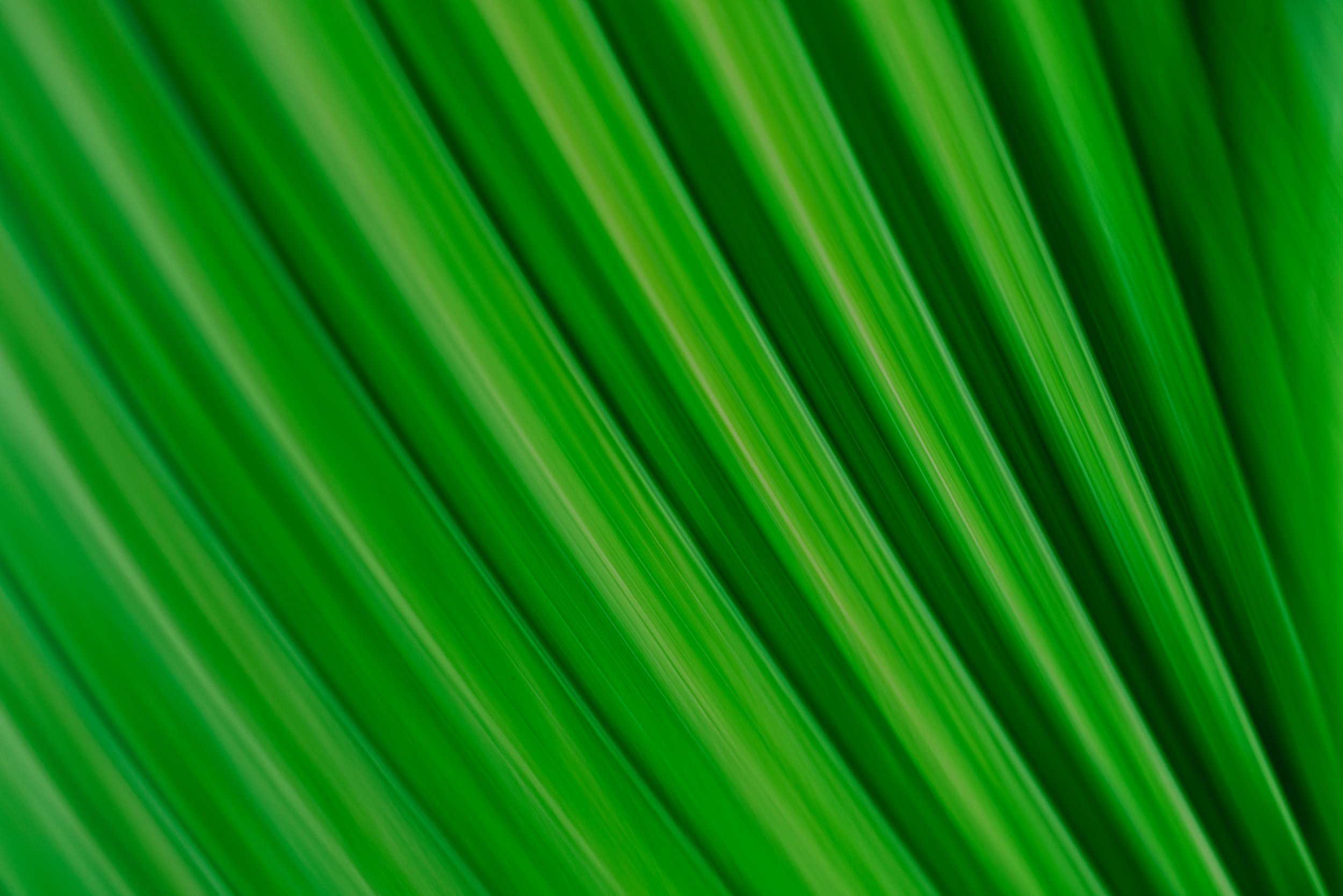 Bahamian+-+web-15.jpg