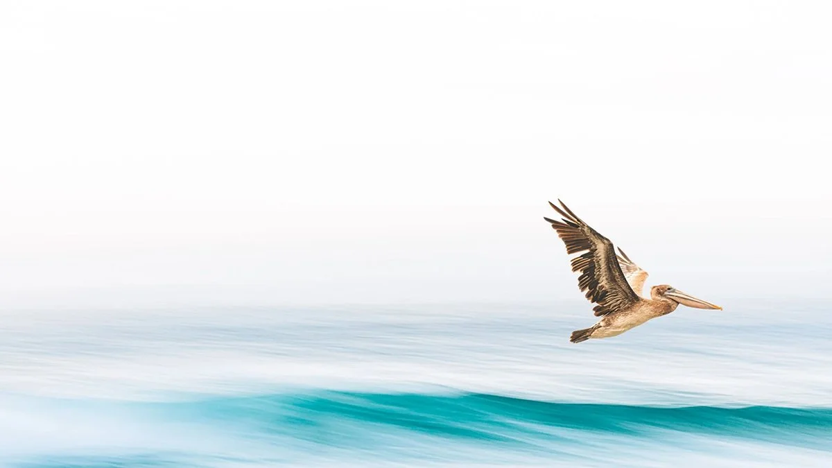 What Is Fine Art Nature Photography and Why It Transforms Any Space