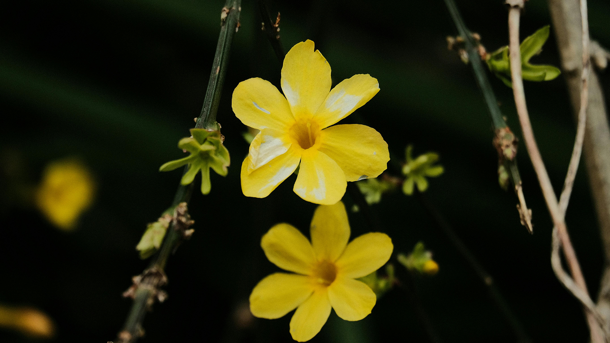 Fine Art Flower Photography: From Creative Vision to Timeless Wall Art