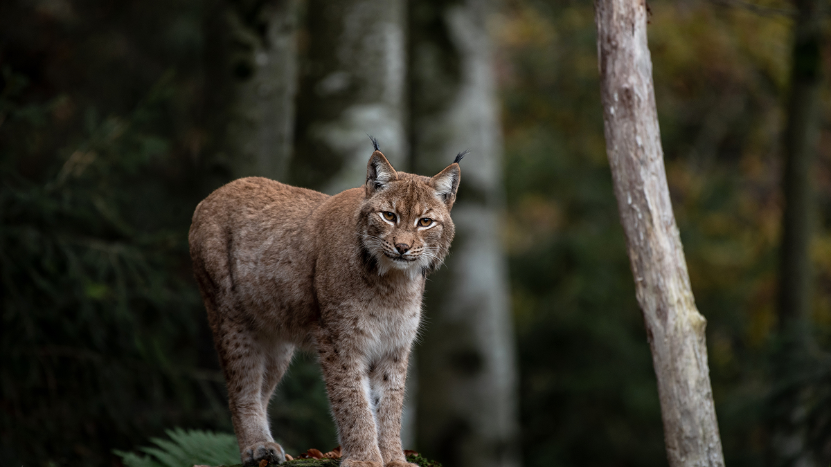Fine Art Wildlife Photography: From Powerful Moments to Collectible Art