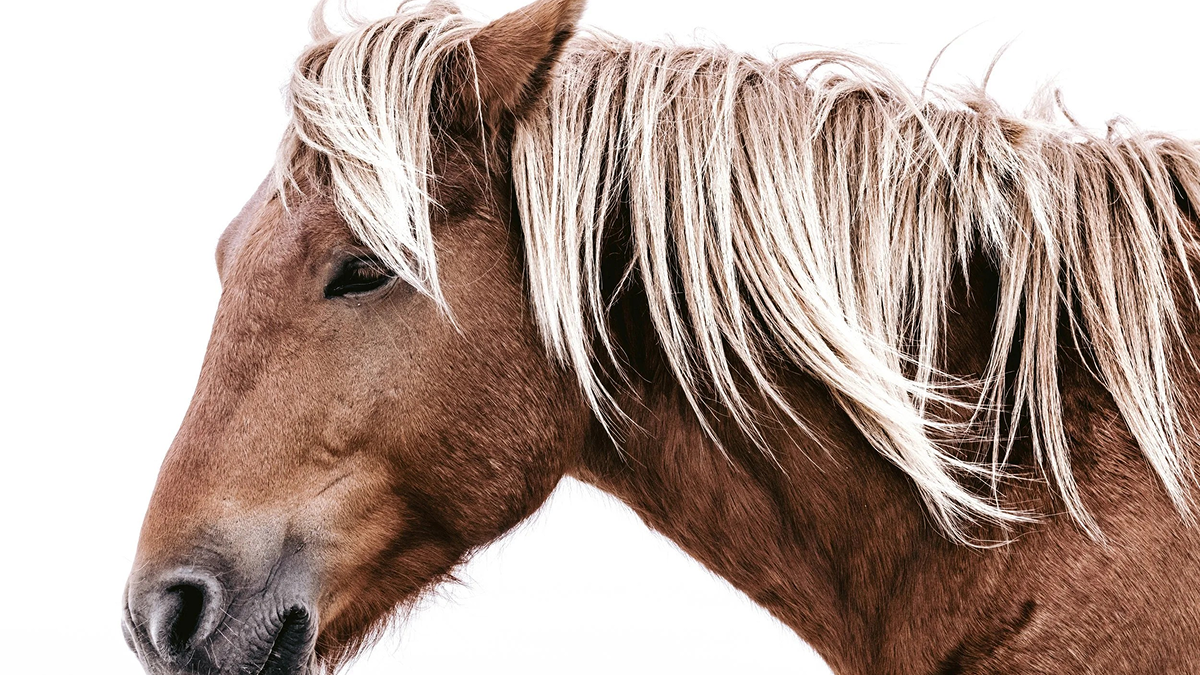 Fine Art Wildlife Photography: From Powerful Moments to Collectible Art