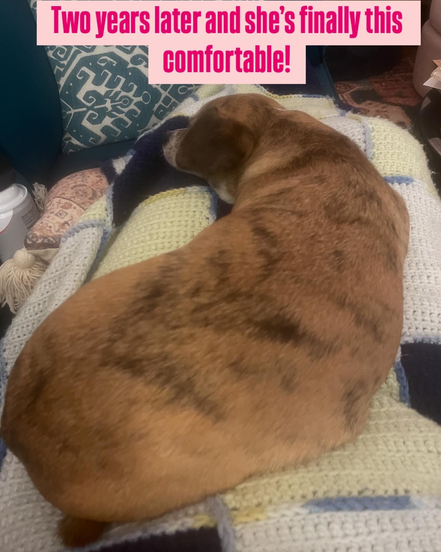 Two years after her gotcha day and she&rsquo;s finally snuggling!

#dogsofinstagram 
#dogsofalexandriava 
#theboardhound 
#recuedogsofinstagram 
#doxielove