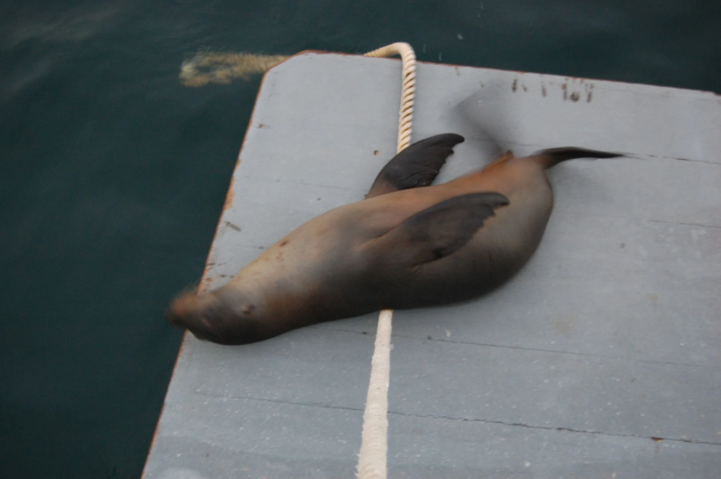 Galapagos Sea Lion
