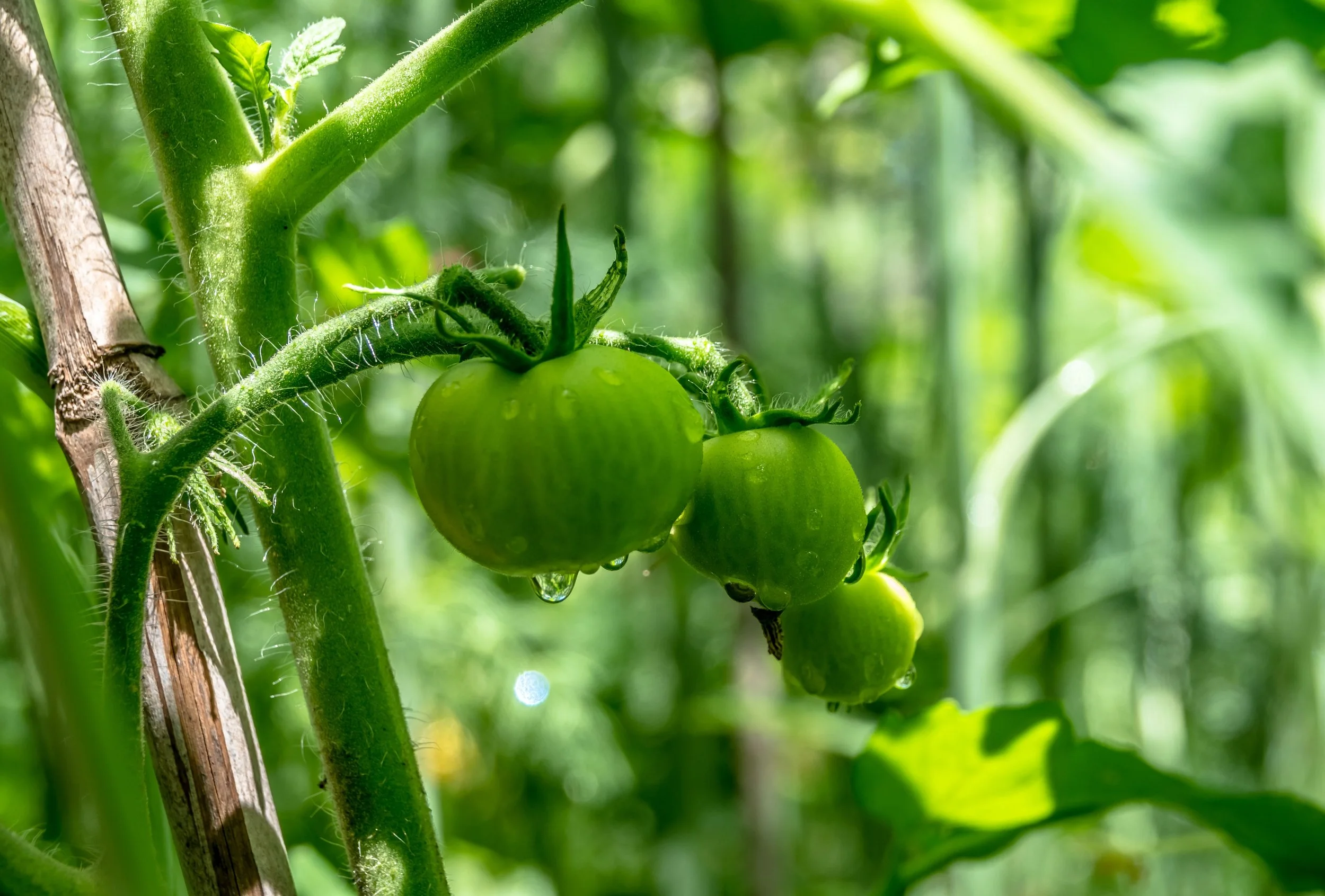 Sustainable Agriculture Questions, Answered
