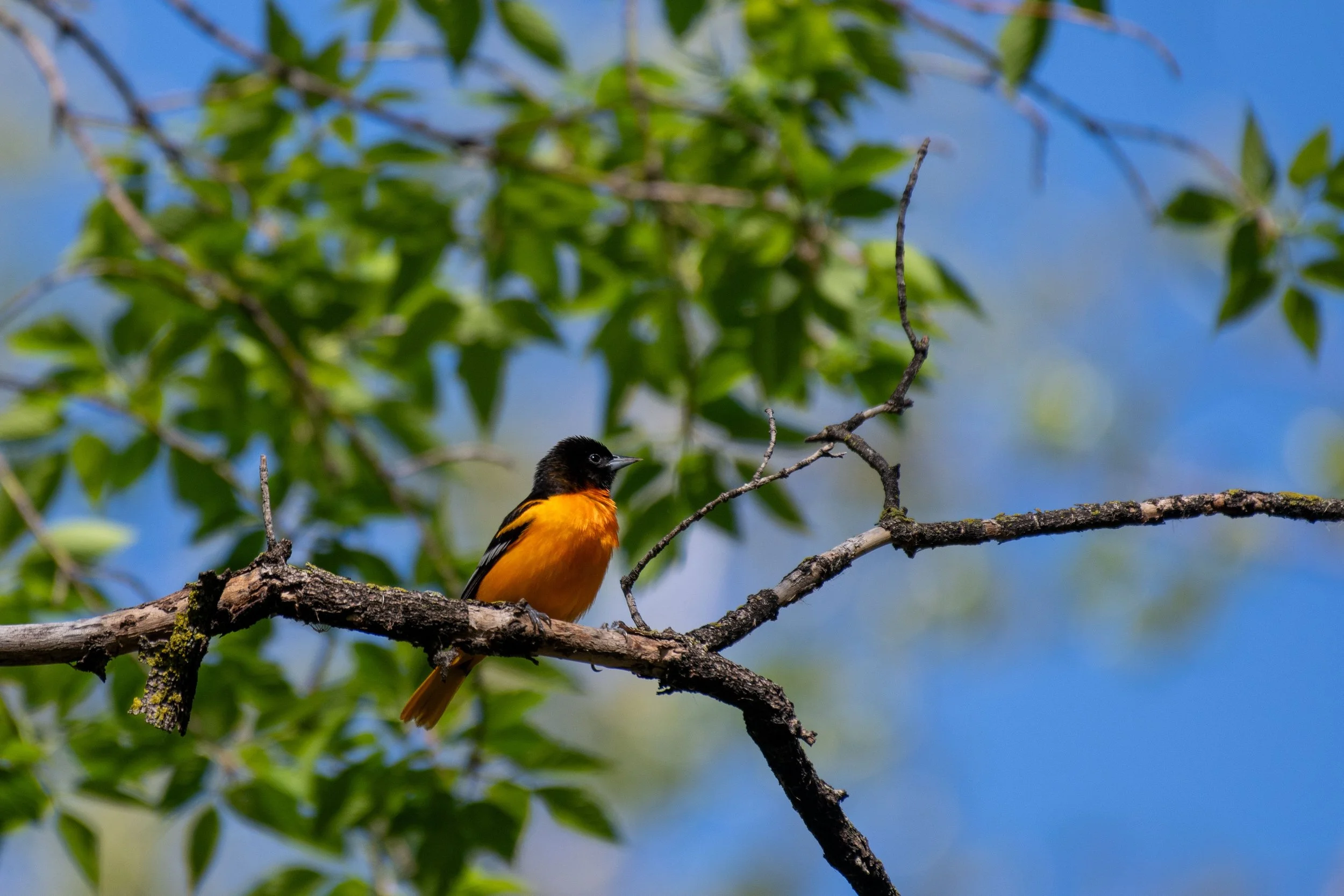 Regenerative Agriculture is for the Birds… and the Bees
