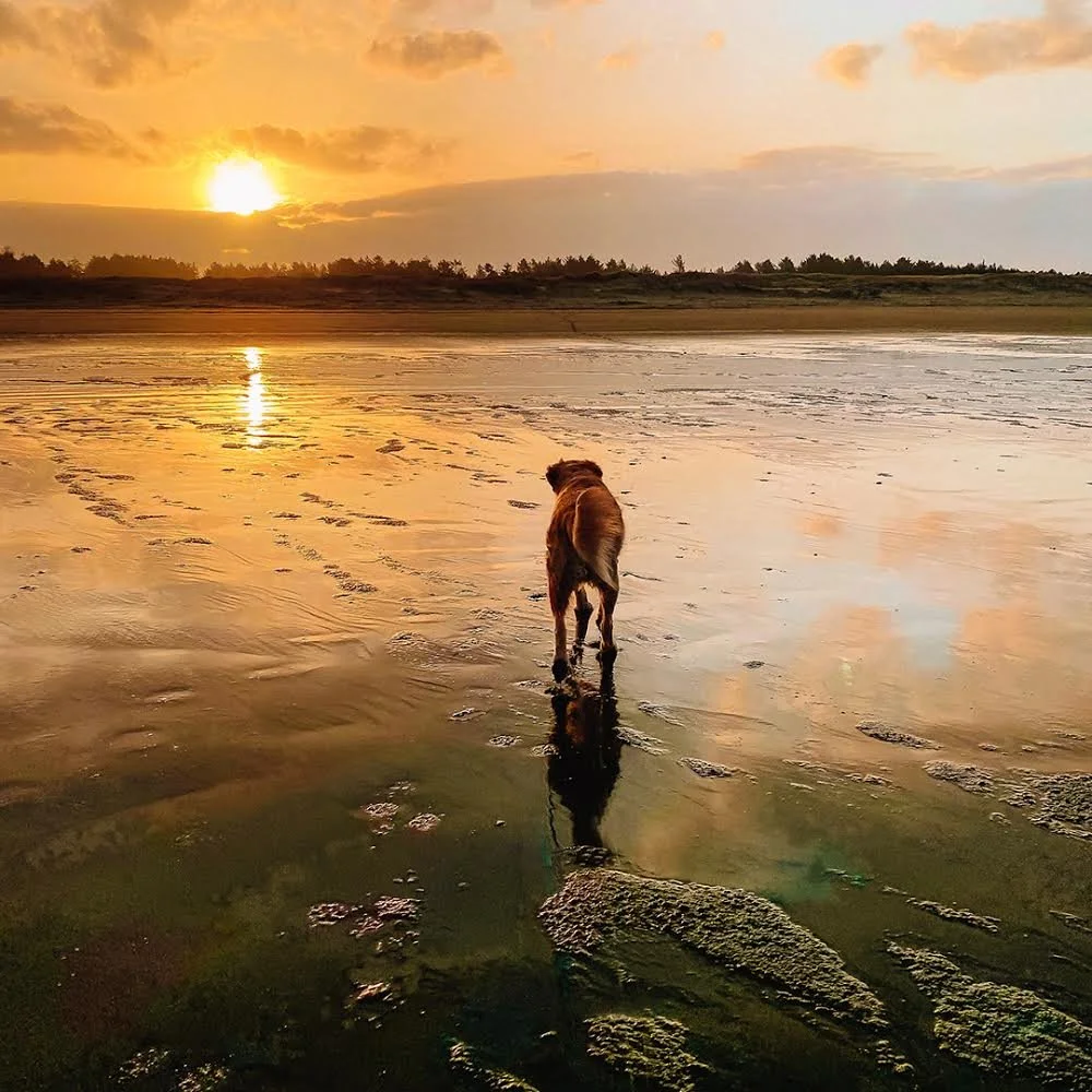 Personal: Dog on the Beach