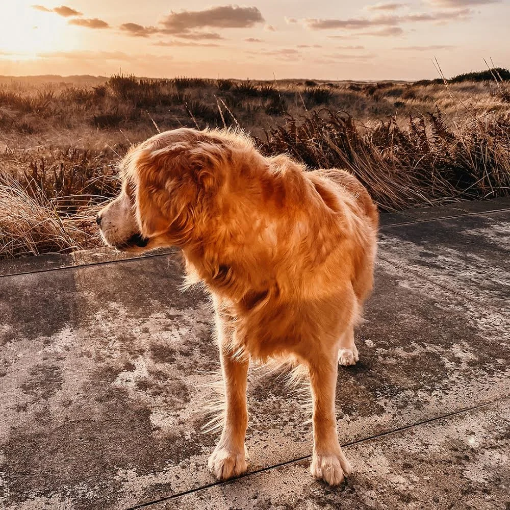 Personal: Dog on the Beach