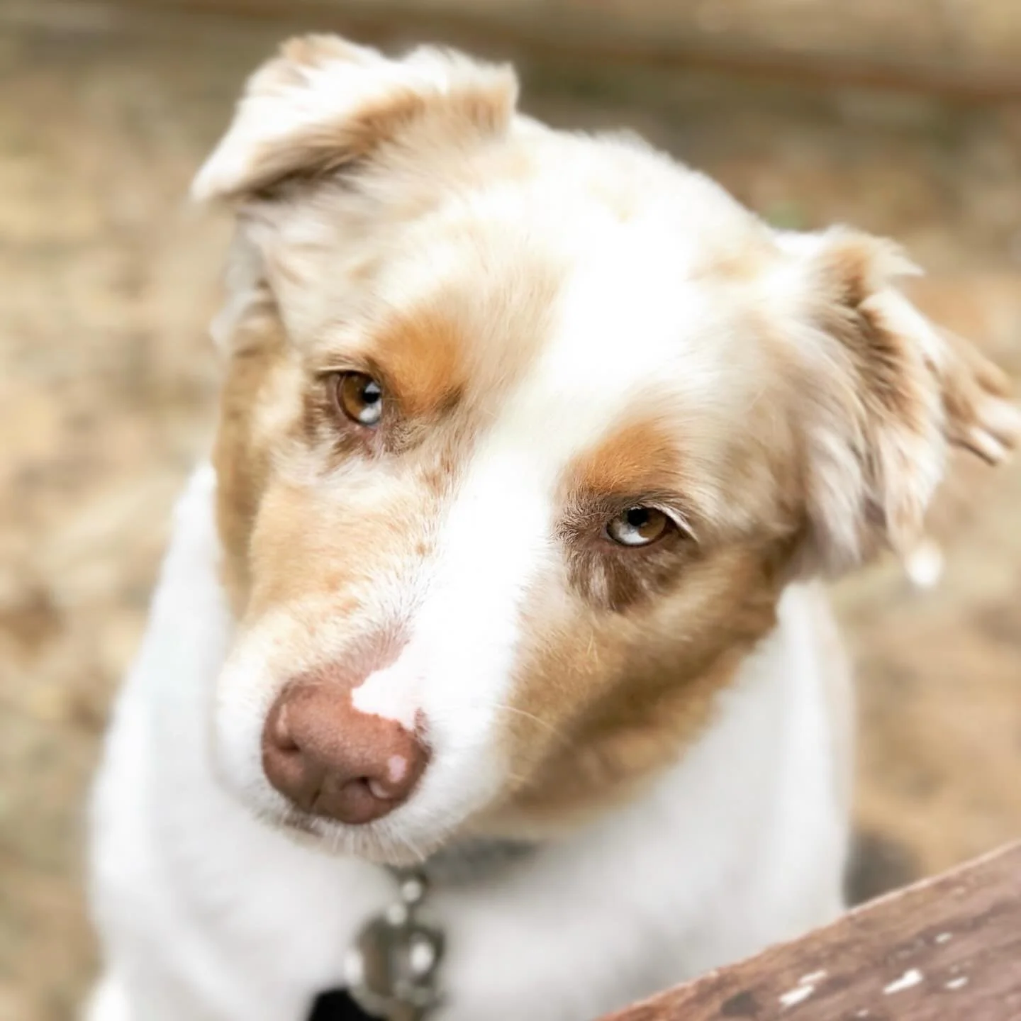 Today we said goodbye to our best girl Ruby Mae Montgomery. Dogs are simply the best creatures on the planet. Totally present, totally loyal, they love you at your best, and at your worst. @mirandachristymontgomery, Magnolia, Remy, Riley and Star wil