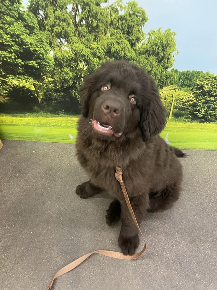newfie.jpg