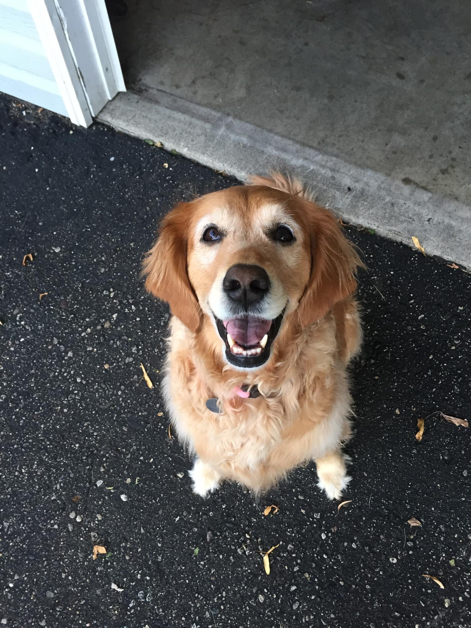 goldie.jpg